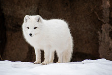Arctic Fox Standing