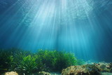 Natural sunlight underwater through water surface with seagrass and rock on the seabed, Mediterranean sea, France