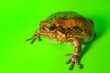 Asian Bullfrog Chubby Frog