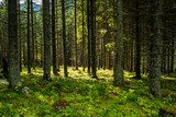 Fototapeta Las - dark forest with tree trunks in even light