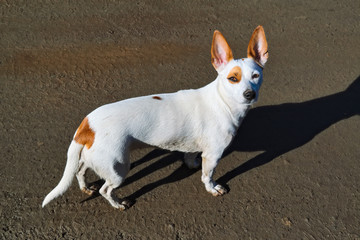 Wall Mural - A small white dog with large erect ears walks on the shore.