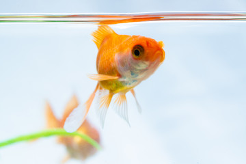 Gold fish or goldfish floating swimming underwater in fresh aquarium tank with green plant.