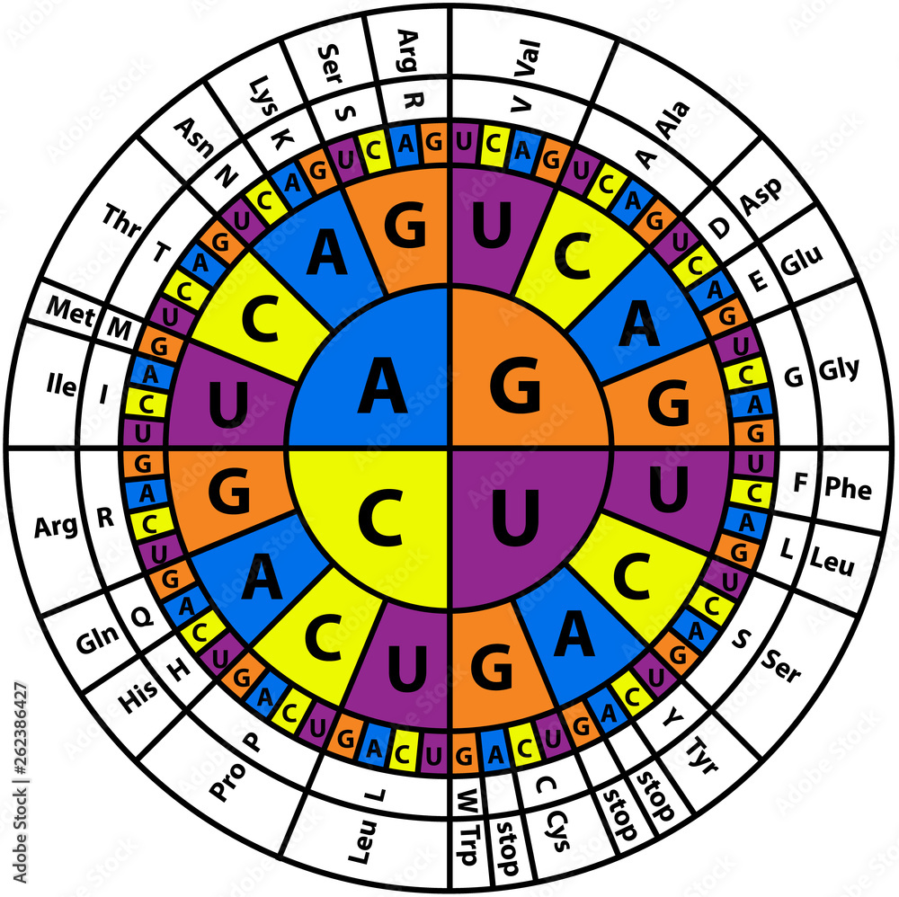 Amino Acid Sequence chart Stock Vector | Adobe Stock