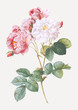 © Rawpixel.com - Pink damskus rose