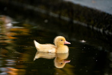 Cute Duckling And It's Reflection Swimming On A Pond
