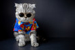 © P Stock - Scottish fold cat are wear sunglass and shirt.