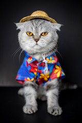 Scottish fold cat are wear shirt and hat.