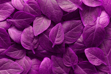  Creative purple leaves layout. Supernatural concept. Flat lay top view copy space. Ultra violet colors. 