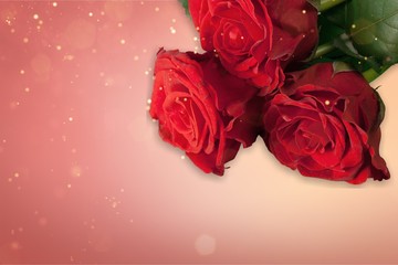 Wall Mural - Beautiful red roses isolated on white background