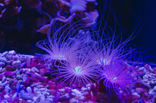 A Few Little Glowing Sea Urchins Under The Deep Blue Water. 