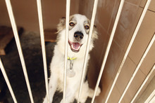 Cute Positive Dog Looking In  Shelter Cage, Happy And Sad Emotional Moment, Adopt Me Concept, Space For Text