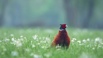 Wall Mural - Wild male pheasant standing in a grass and calling in early spring season