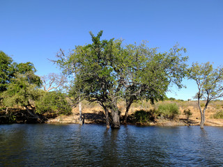 Wall Mural - Botswana, Zambezi River, Africa, Safari & Cruise