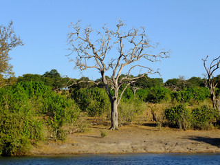 Wall Mural - Botswana, Zambezi River, Africa, Safari & Cruise