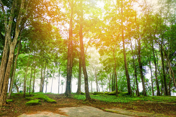 forest trees park nature green wood sunlight backgrounds