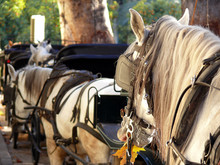 Close Up Of Head Horses. Two Horses Pulling Carriages.