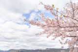 Fototapeta Boho - 桜と空