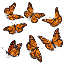 Vector Orange Tropical Flying Butterflies Illustration Set
