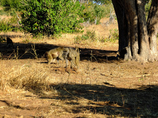 Wall Mural - Botswana, Africa, Safari