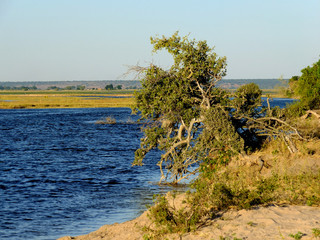 Wall Mural - Botswana, Africa, Safari