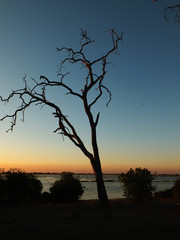 Wall Mural - Botswana, Africa, Safari