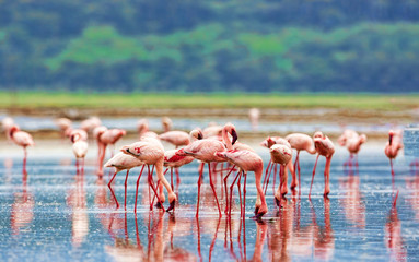 a variety of pink flamingos, kenya national park.