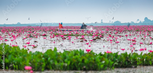Red lotus pond in Phatthalung, Thailand
