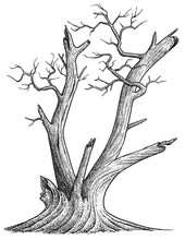 Dead Tree Illustration, Drawing, Engraving, Ink, Line Art, Vector