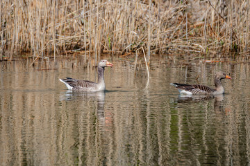 Wall Mural - Common wild geese at Elbe river, Germany, early Spring