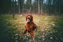 Beautiful Young Irish Setter Lie On A Ground In The Forest. Hunting Dog In A Nature. Concept Of Pets.