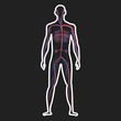 © Henryzoom - Abstract blood circulation system of human on dark background vector illustration