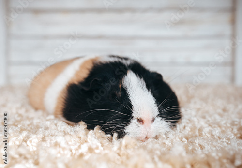 cute fat guinea pigs