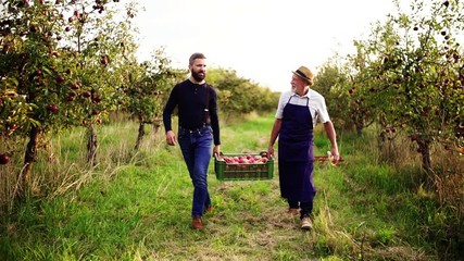 Wall Mural - A senior man with adult son carrying apples in orchard in autumn.