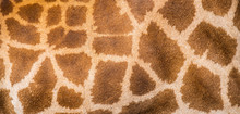 Close Up Of A Giraffe Skin Pattern.