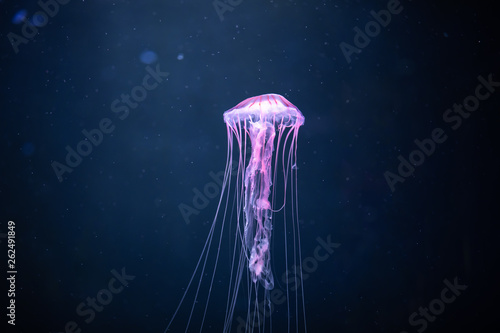 glowing jellyfish chrysaora pacifica underwater Poster Mural XXL