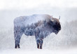 Double exposure of a wild bison, buffalo and a pine forest