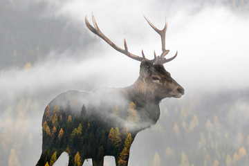 Double exposure of a red deer and a pine forest