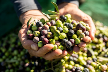 Wall Mural - harvesting olives in Spain.