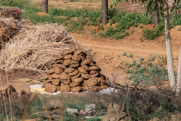 Dry cow dung lying outside