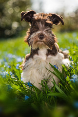 Wall Mural - Cute puppy in a flower meadow