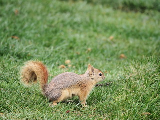 squirrel eating nut