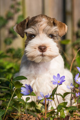 Wall Mural - Cute puppy in a flower meadow