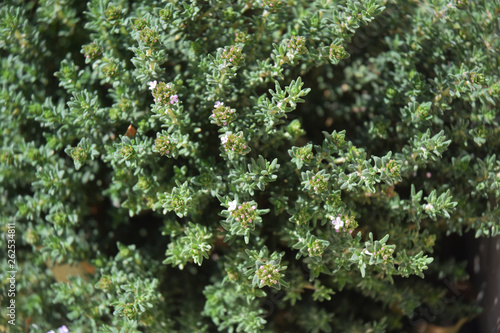 Cuadros en Lienzo Pied de thym, herbe aromatique.