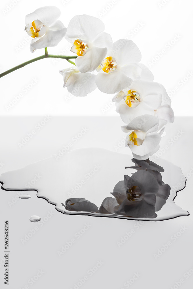 Kwiaty białej orchidei odbijające się w kałuży wody.  kwiaty storczyka na białym tle. - obrazy, fototapety, plakaty 
