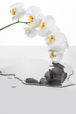Fototapeta Storczyk - Kwiaty białej orchidei odbijające się w kałuży wody.  kwiaty storczyka na białym tle.