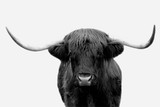 Fototapeta Zwierzęta - Black and white Highland Cow / Bull in Scotland