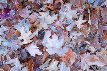 The beautiful colors of autumn/fall leaves.  Taken in Cardiff, South Wales, UK