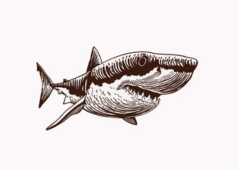 Wall Mural - Graphical vintage shark ,vector retro illustration	