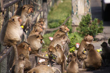 Planet Of Apes - Large Group Of Monkeys (Macaca Fascicularis) Sitting On A Railing At Railway Station In Lopburi, Thailand
