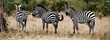 Three zebras graze in grasslands
